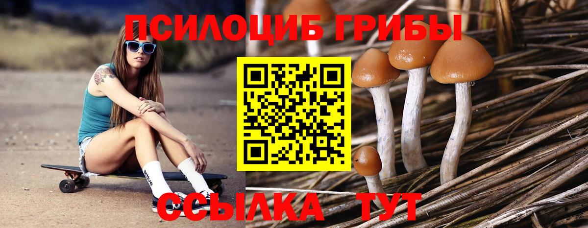 Псилоцибиновые грибы мицелий  Медногорск  Галлюциногенные грибы Psilocybe 